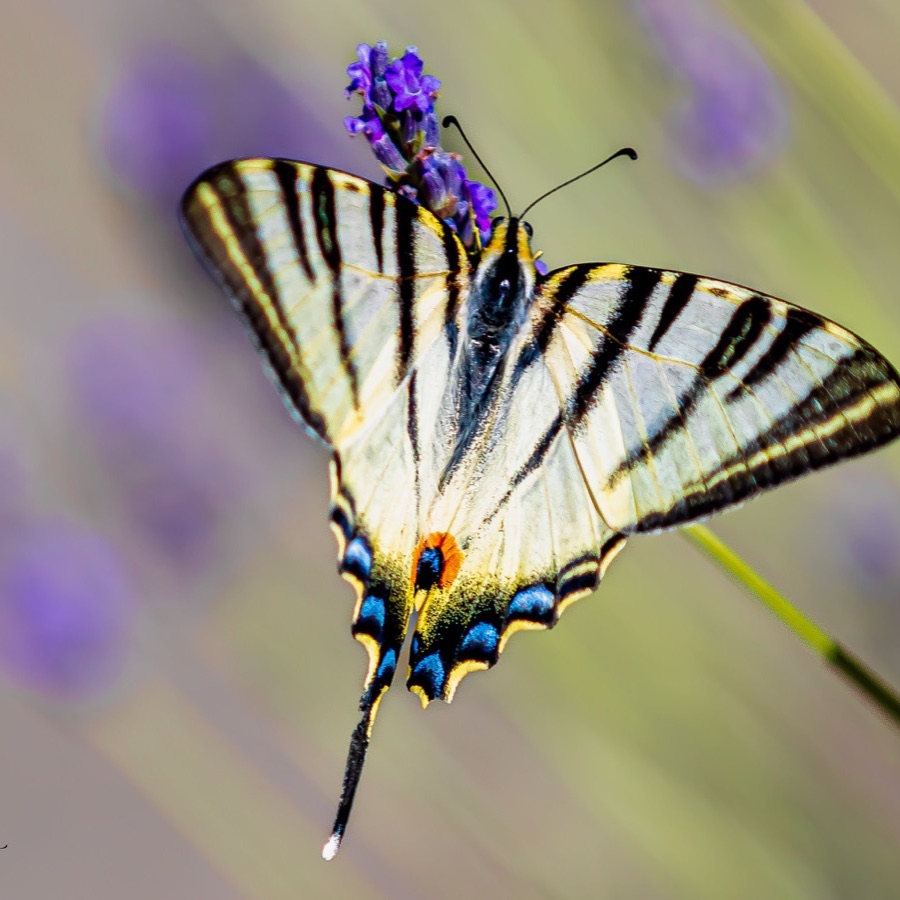 Papillons au crépuscule - photographie 8 par Michel Pachot