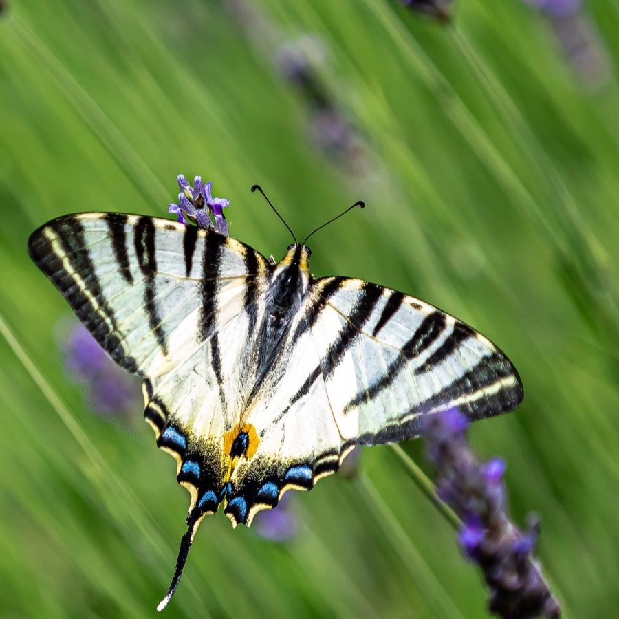 Papillons au crépuscule - photographie 9 par Michel Pachot