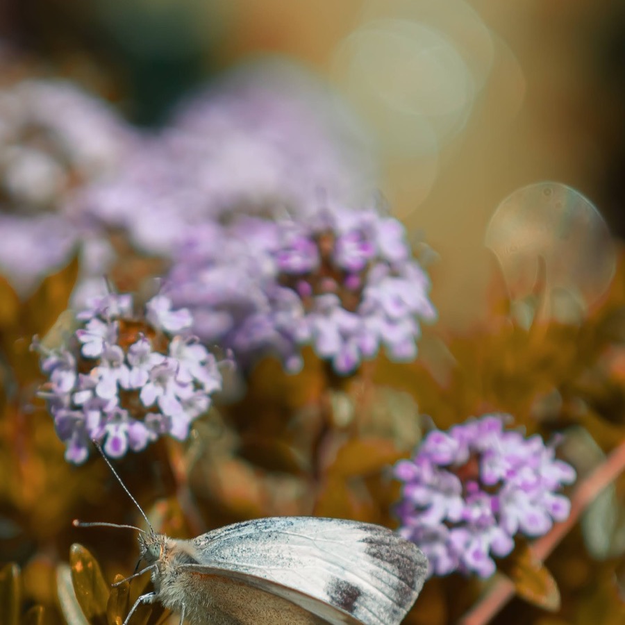 Papillons au crépuscule - photographie 28 par Michel Pachot