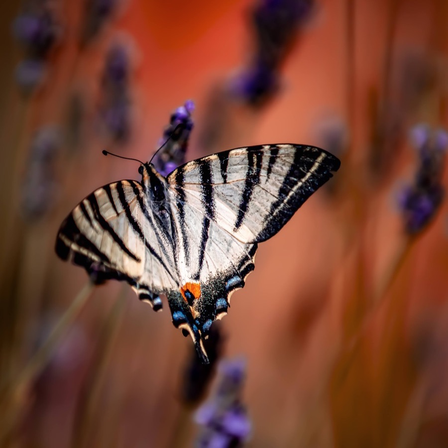 Papillons au crépuscule - photographie 10 par Michel Pachot