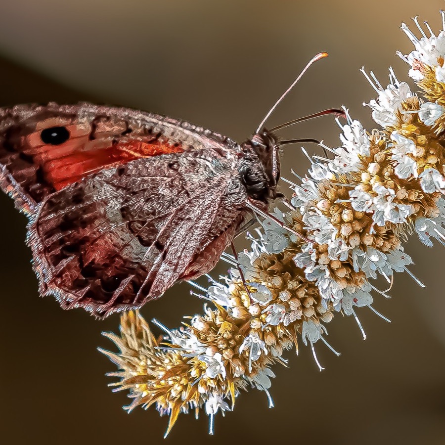 Papillons au crépuscule - photographie 11 par Michel Pachot