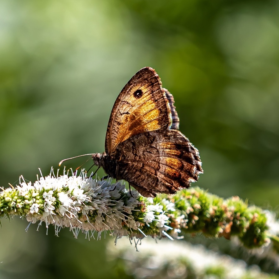 Papillons au crépuscule - photographie 13 par Michel Pachot
