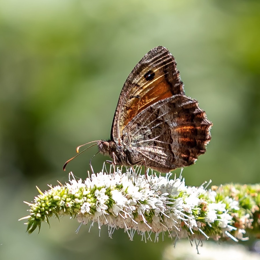 Papillons au crépuscule - photographie 25 par Michel Pachot