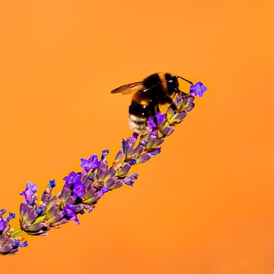 Papillons au crépuscule - photographie 31 par Michel Pachot