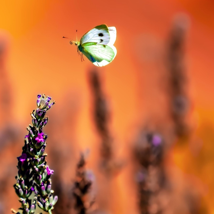 Papillons au crépuscule - photographie 32 par Michel Pachot