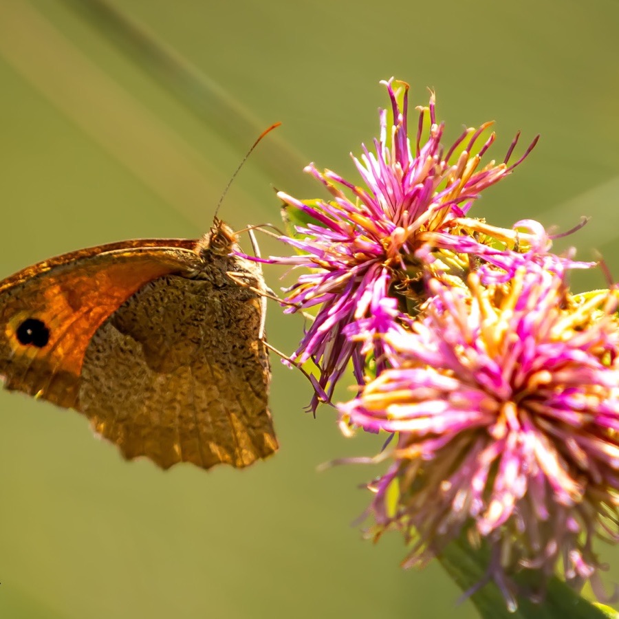 Papillons au crépuscule - photographie 33 par Michel Pachot