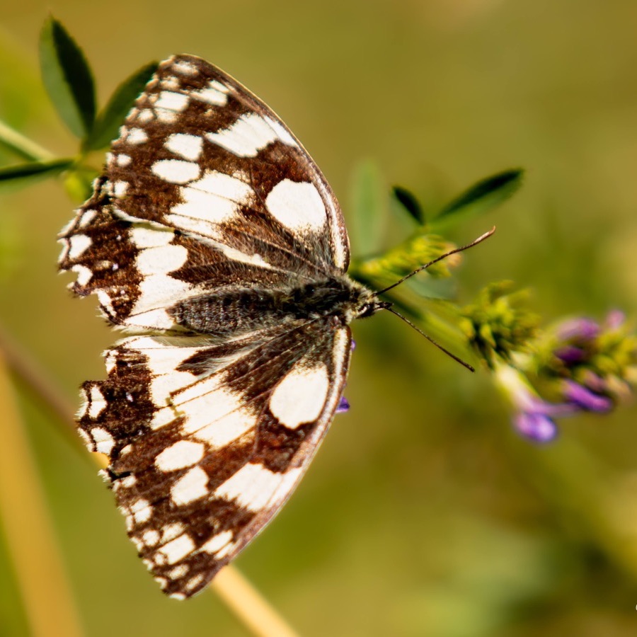 Papillons au crépuscule - photographie 35 par Michel Pachot