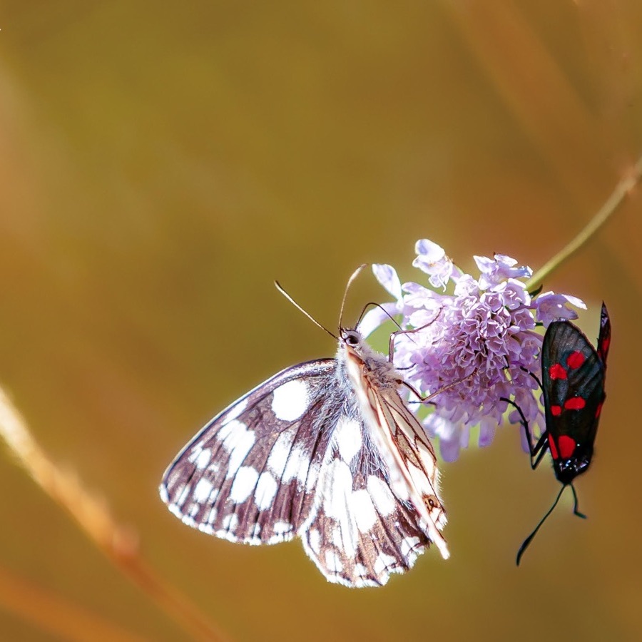 Papillons au crépuscule - photographie 34 par Michel Pachot