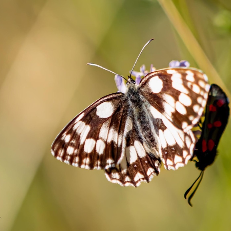 Papillons au crépuscule - photographie 36 par Michel Pachot