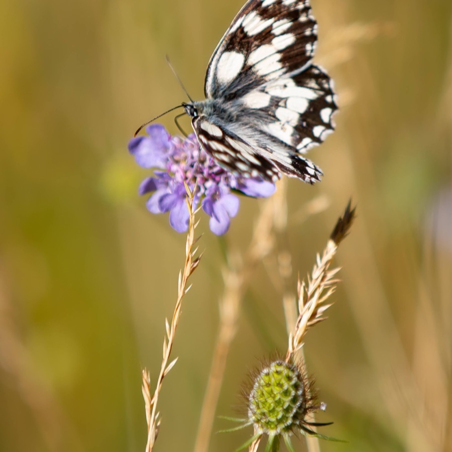 Papillons au crépuscule - photographie 38 par Michel Pachot