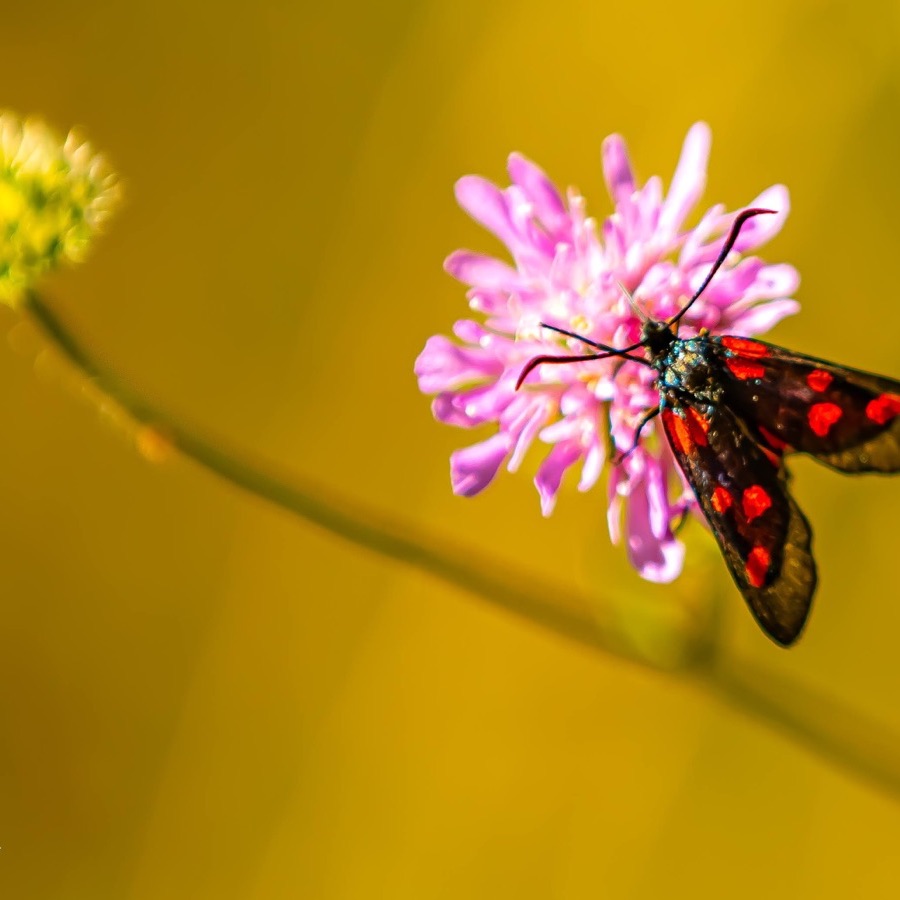 Papillons au crépuscule - photographie 37 par Michel Pachot
