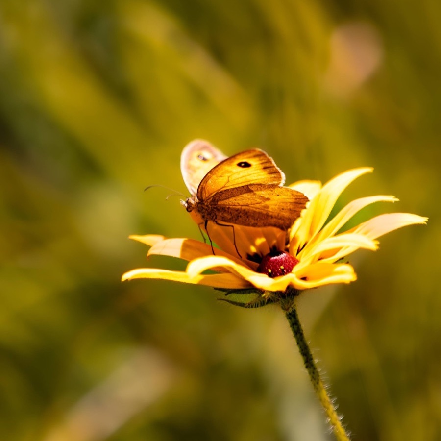 Papillons au crépuscule - photographie 39 par Michel Pachot