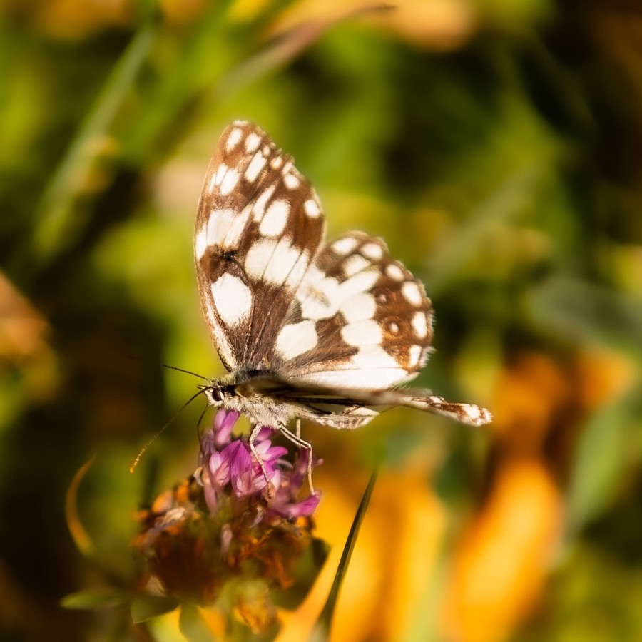 Papillons au crépuscule - photographie 40 par Michel Pachot