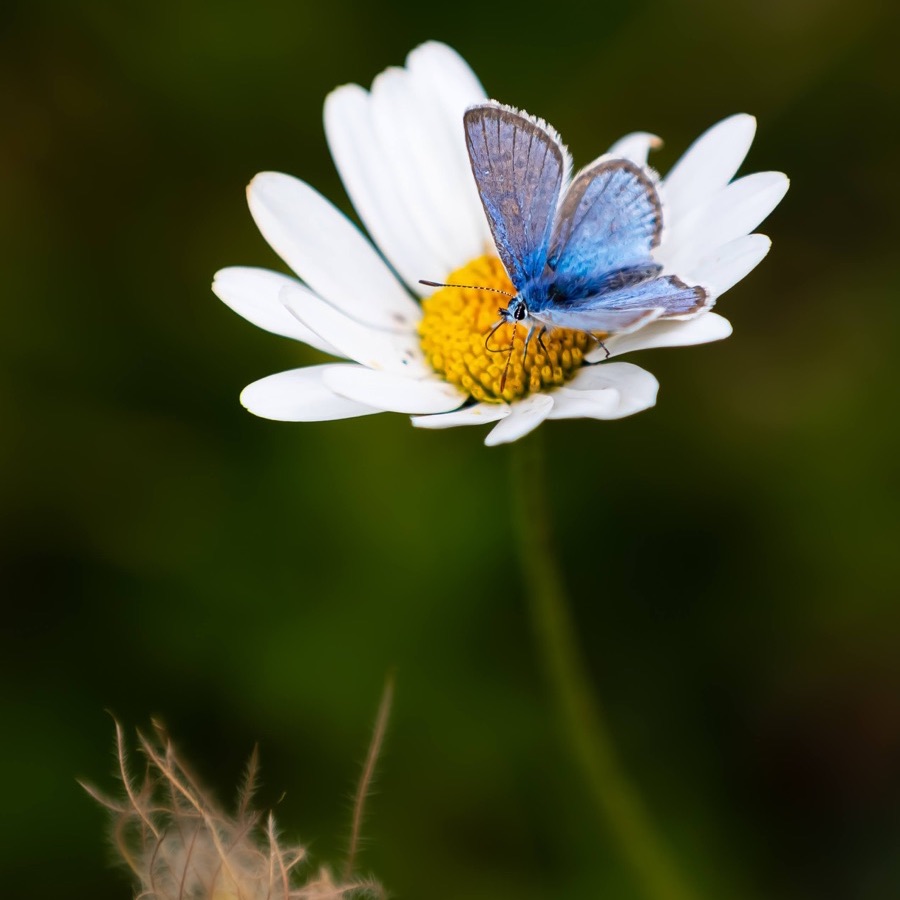 Papillons au crépuscule - photographie 41 par Michel Pachot