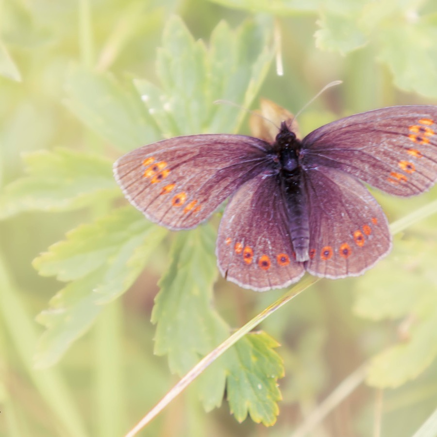Papillons au crépuscule - photographie 42 par Michel Pachot