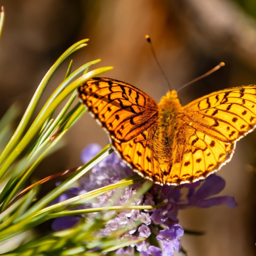 Papillons au crépuscule - photographie 43 par Michel Pachot