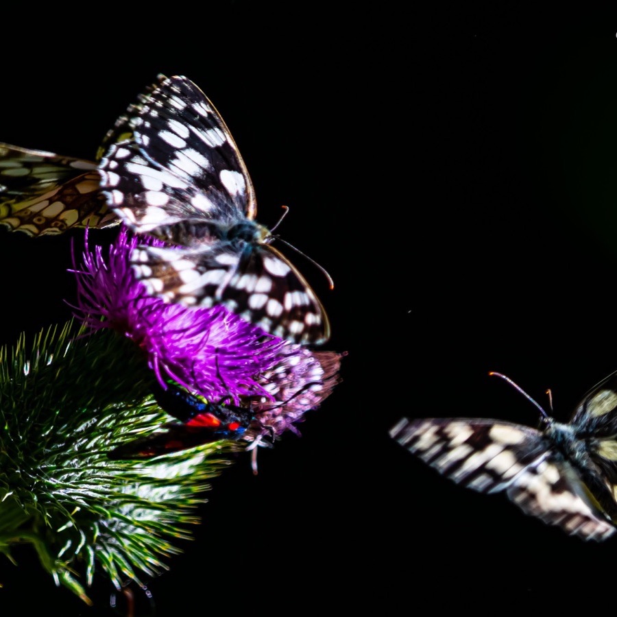 Papillons au crépuscule - photographie 44 par Michel Pachot