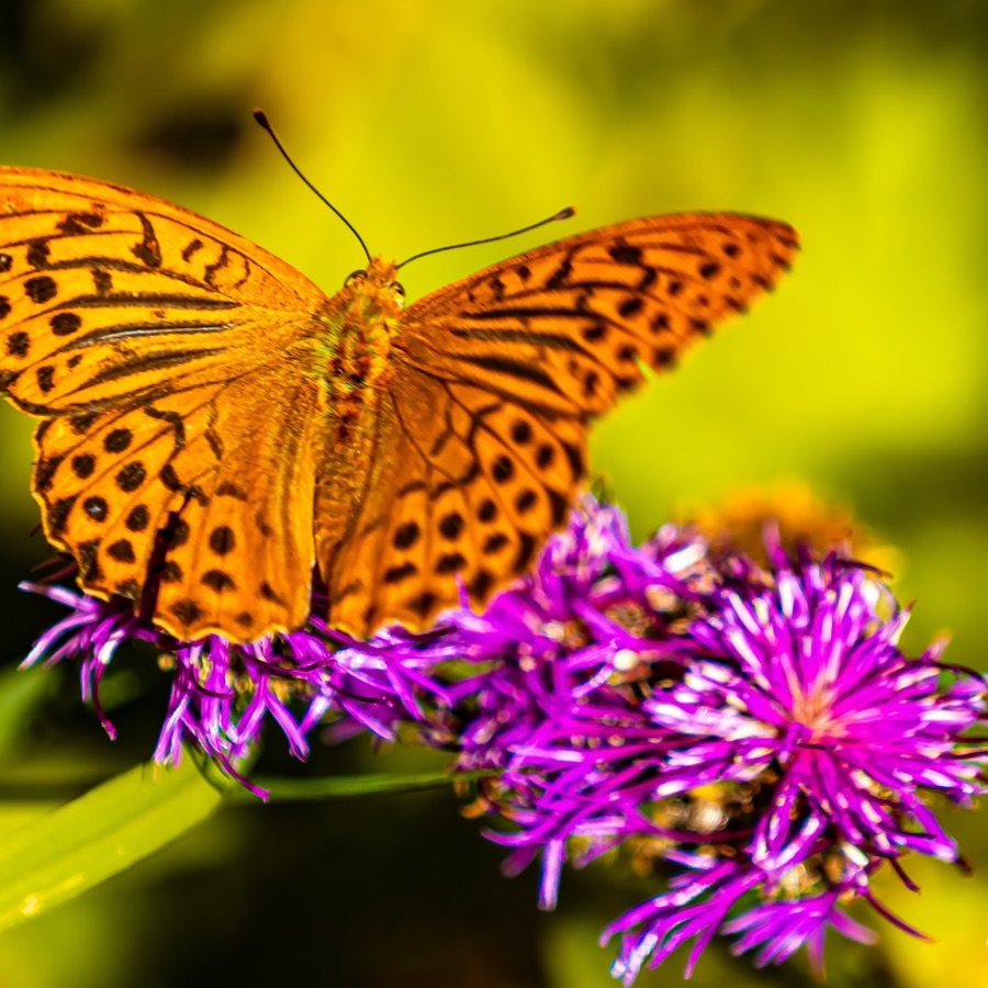 Papillons au crépuscule - photographie 47 par Michel Pachot
