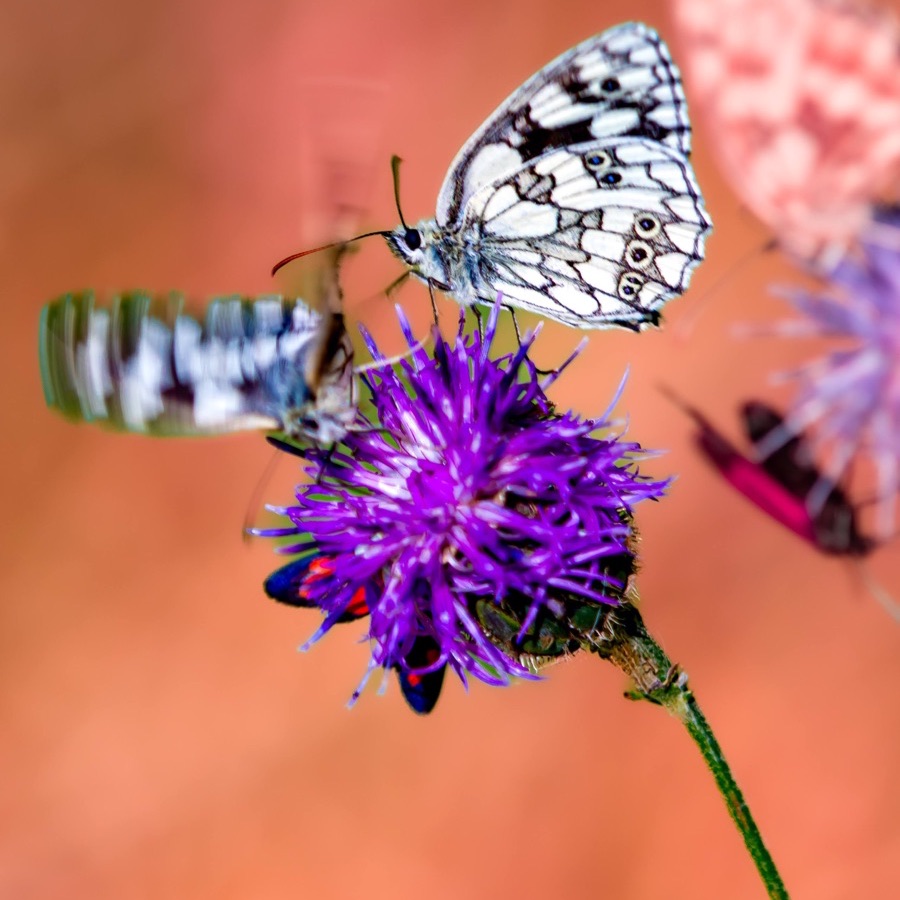 Papillons au crépuscule - photographie 46 par Michel Pachot