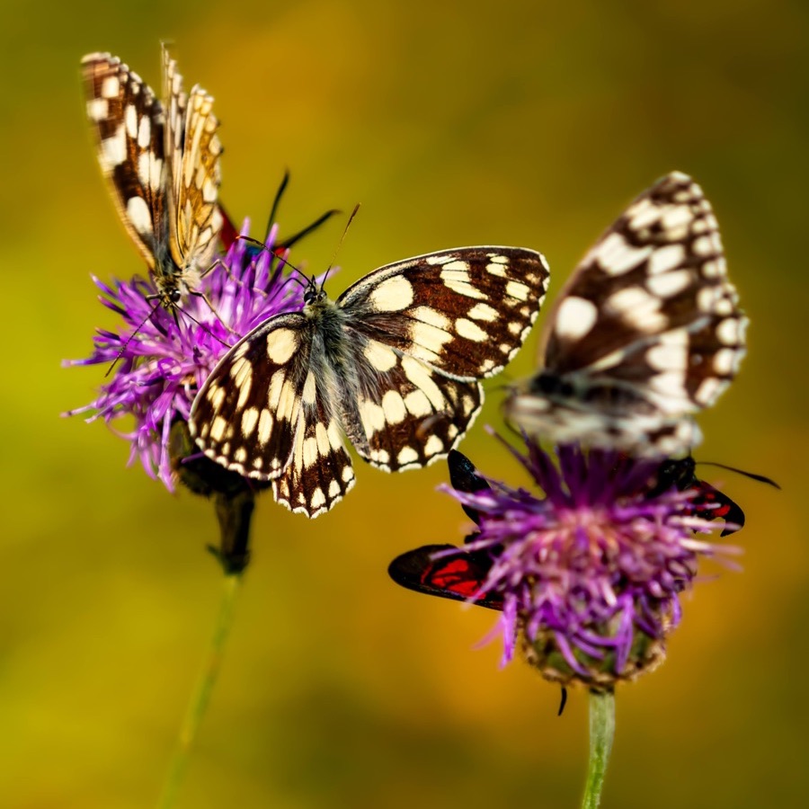 Papillons au crépuscule - photographie 24 par Michel Pachot