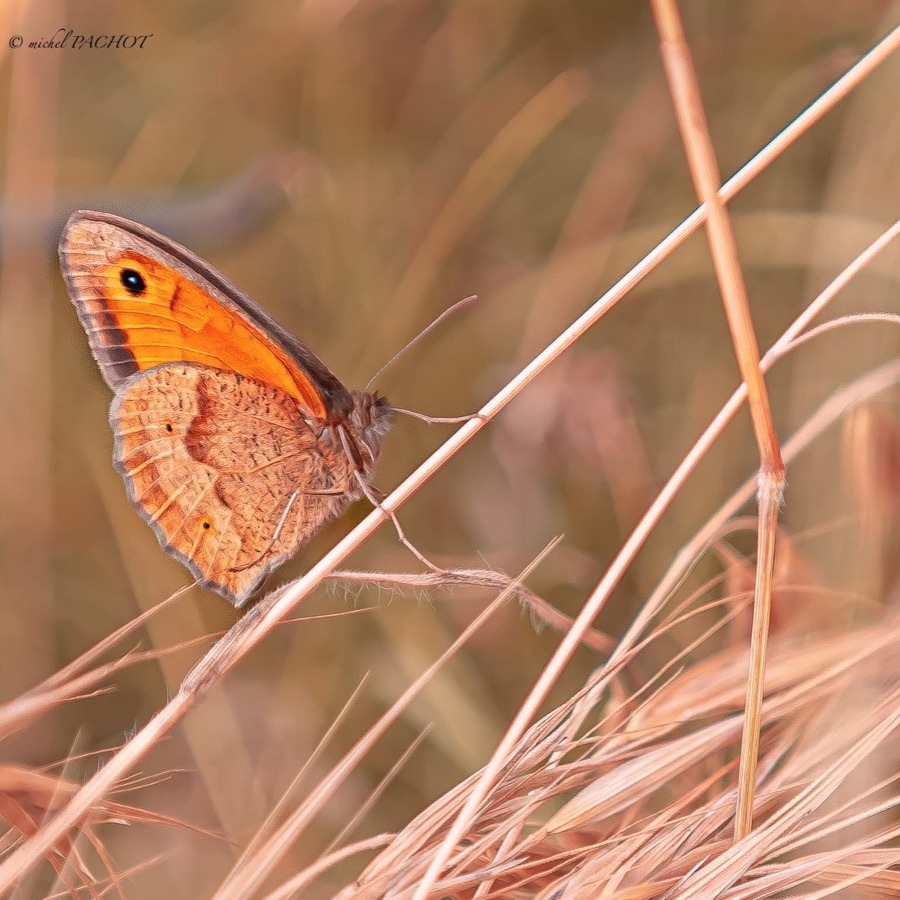 Papillons au crépuscule - photographie 29 par Michel Pachot