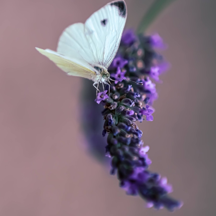 Papillons au crépuscule - photographie 2 par Michel Pachot