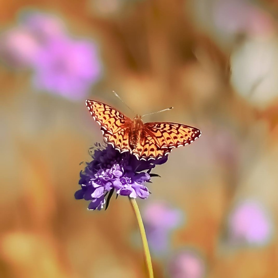 Papillons au crépuscule - photographie 22 par Michel Pachot