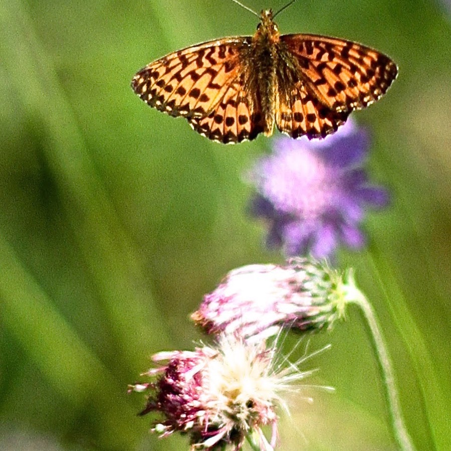 Papillons au crépuscule - photographie 3 par Michel Pachot