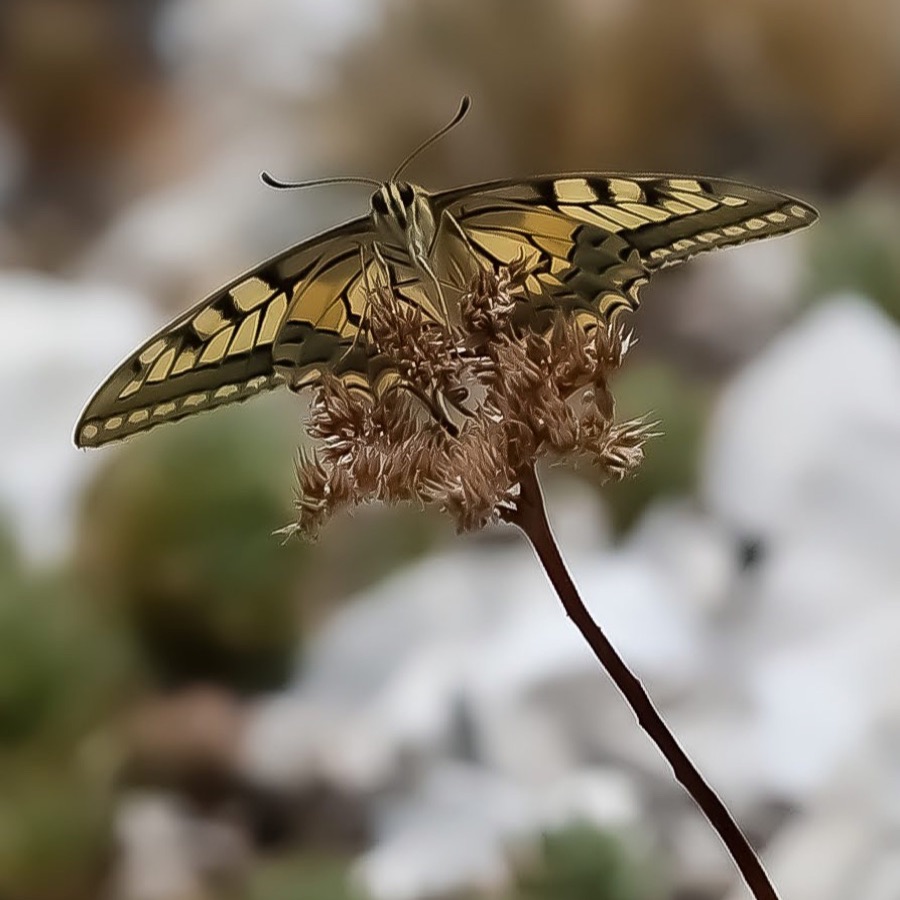 Papillons au crépuscule - photographie 26 par Michel Pachot